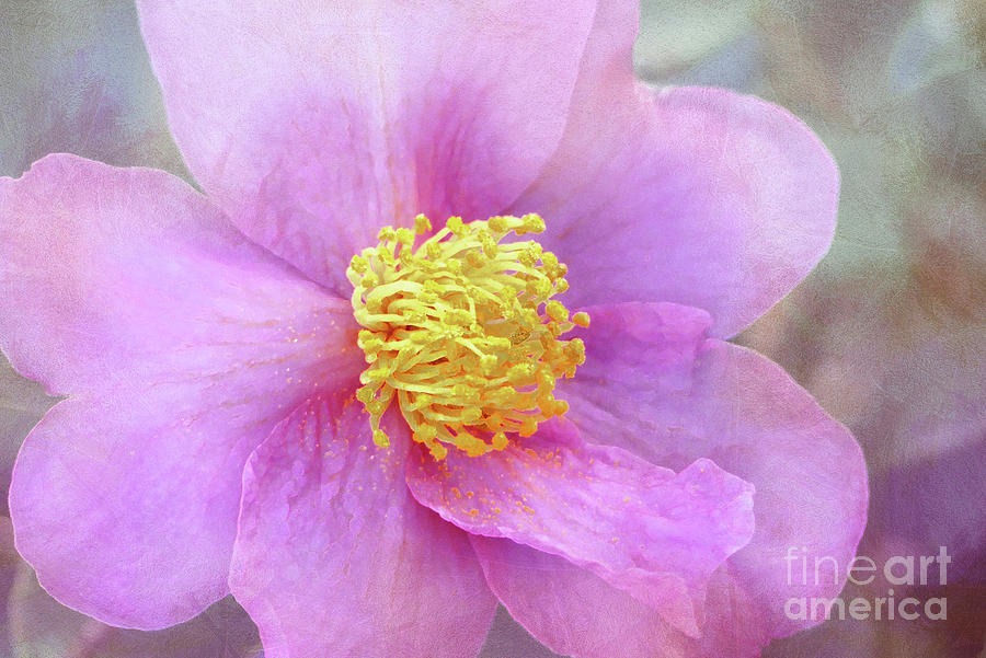 Pretty In Pink Camellia Photograph by Amy Dundon