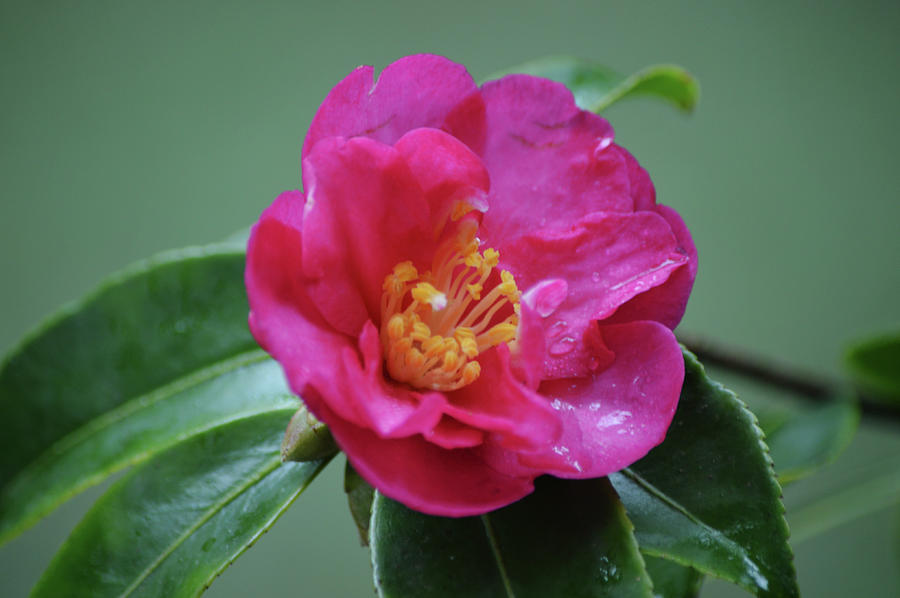 Pretty in Pink Camellia Flower After a Rain Photograph by Gaby Ethington