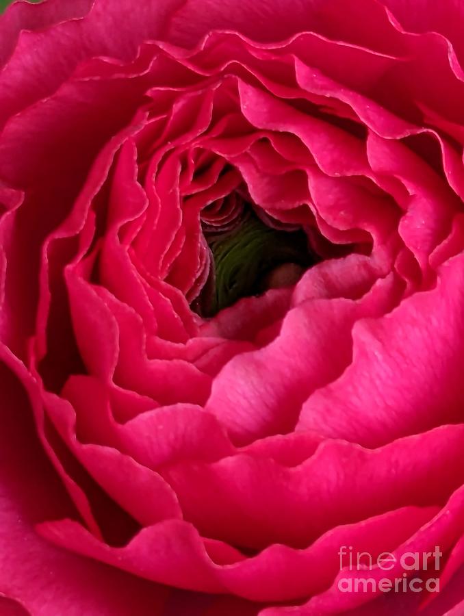 Nature Photograph - Pretty in Pink by Ekta Gupta