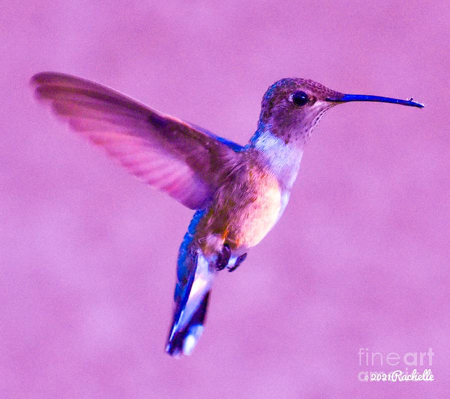 purple hummingbird flying