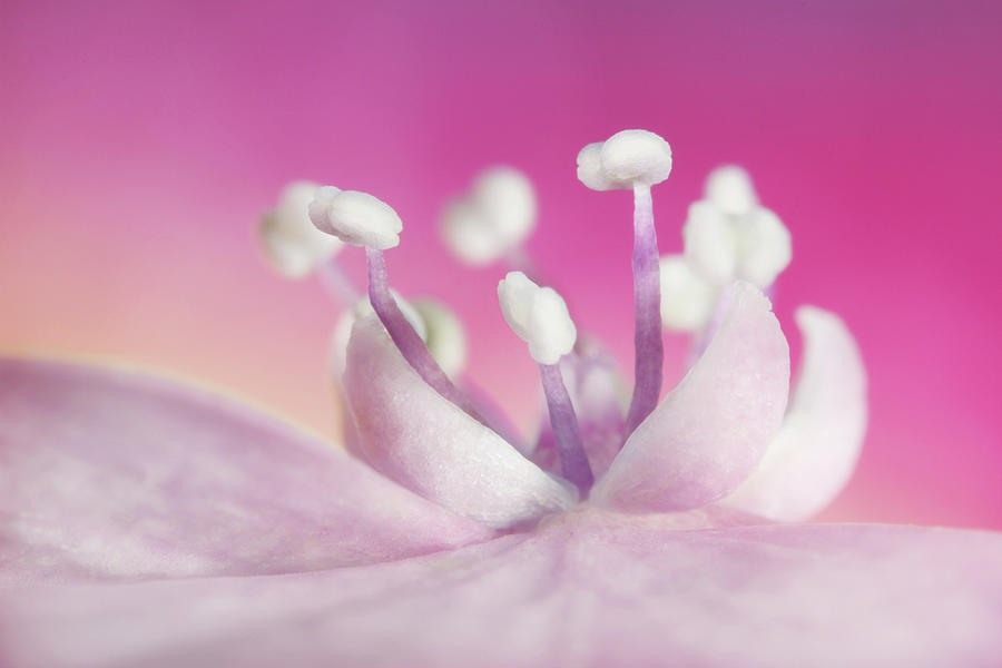 Pretty in Pink Hydrangea Photograph by Sharon Johnstone
