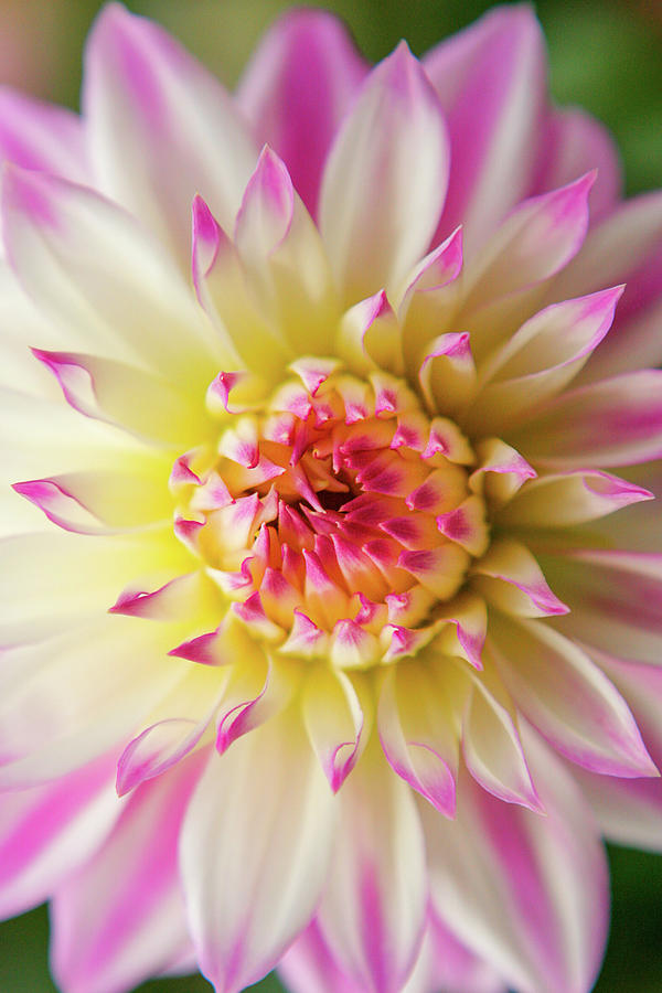 Pretty in Pink Photograph by Jeff Speigner