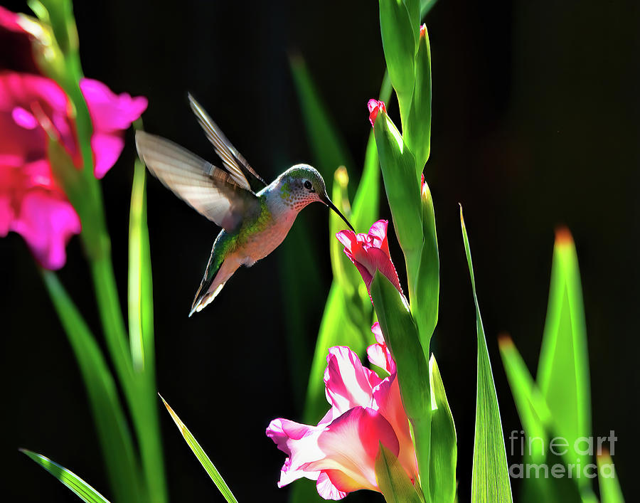 Pretty In Pink Photograph by Jim Garrison