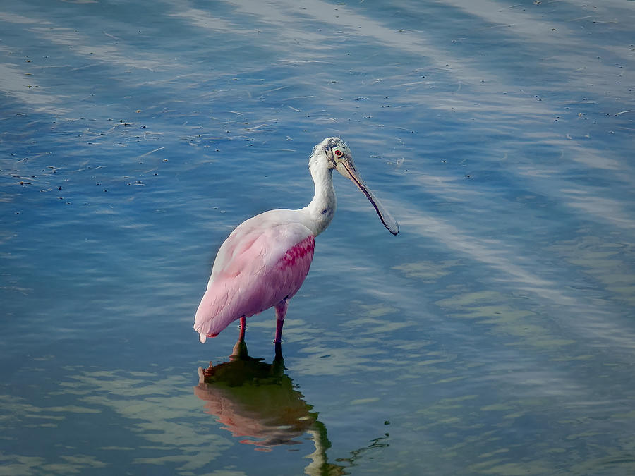Pretty in Pink Photograph by Laura Putman