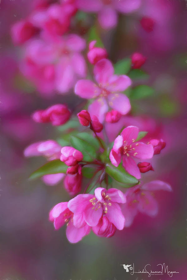 Pretty in Pink Photograph by Linda Shannon Morgan