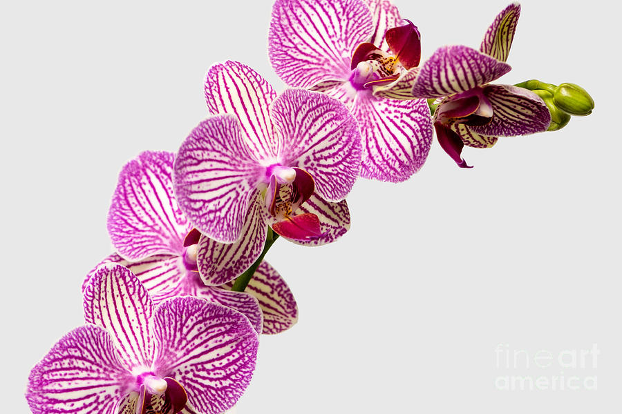 Pretty In Pink Orchids Photograph by Willie Harper