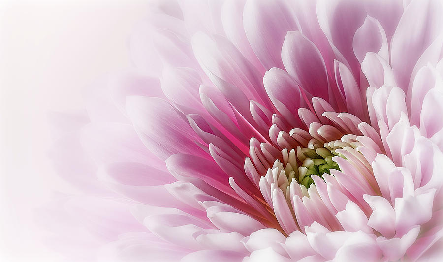 Pretty in Pink Photograph by Paul Bartell