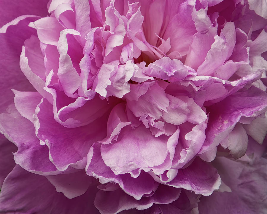 Pretty In Pink Peony Petals Flower Photography Photograph