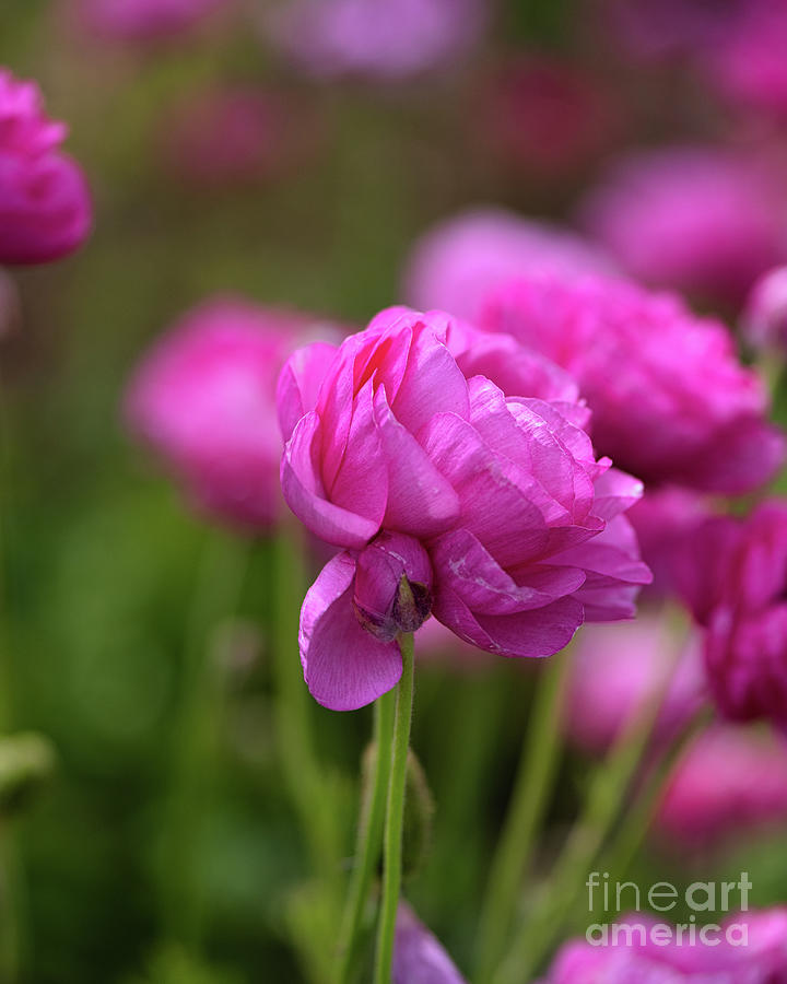 Pretty in Pink Persian buttercup  Photograph by Abigail Diane Photography