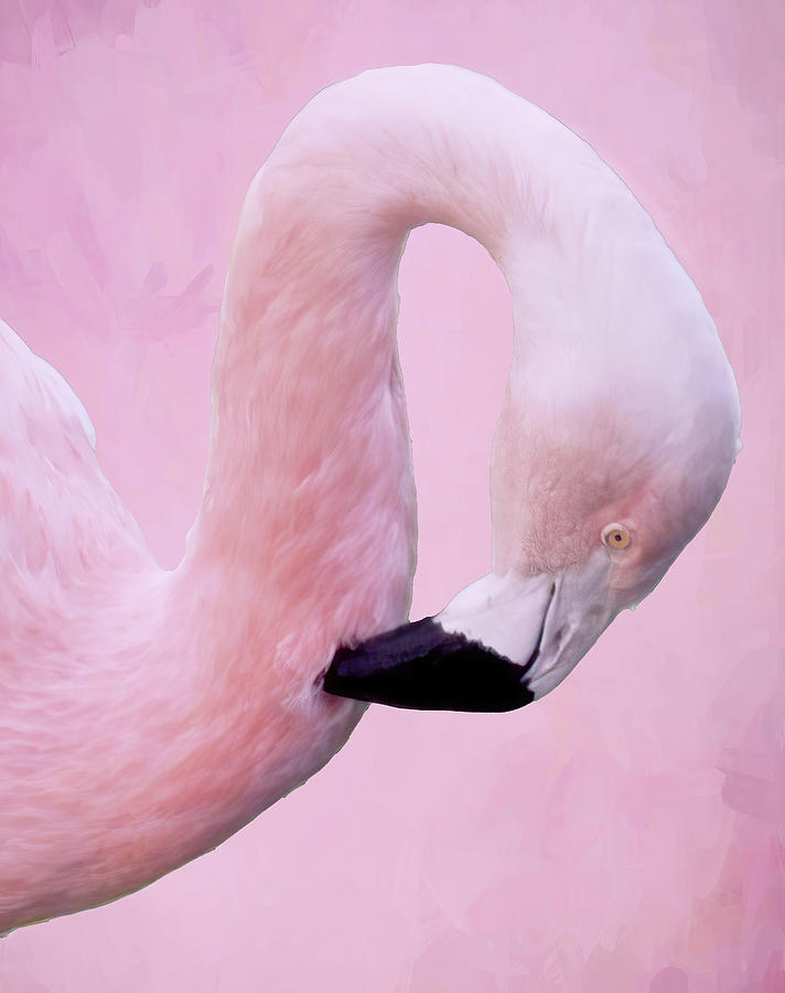 Pretty in Pink Photograph by Rebecca Herranen