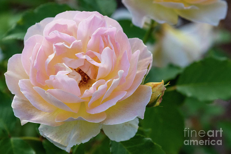 Pretty in Pink Rose Photograph by Lorraine Cosgrove