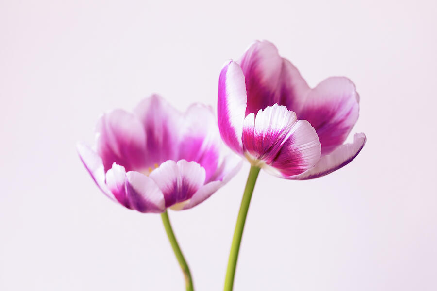 Pretty In Pink Tulips Photograph by Tanya C Smith