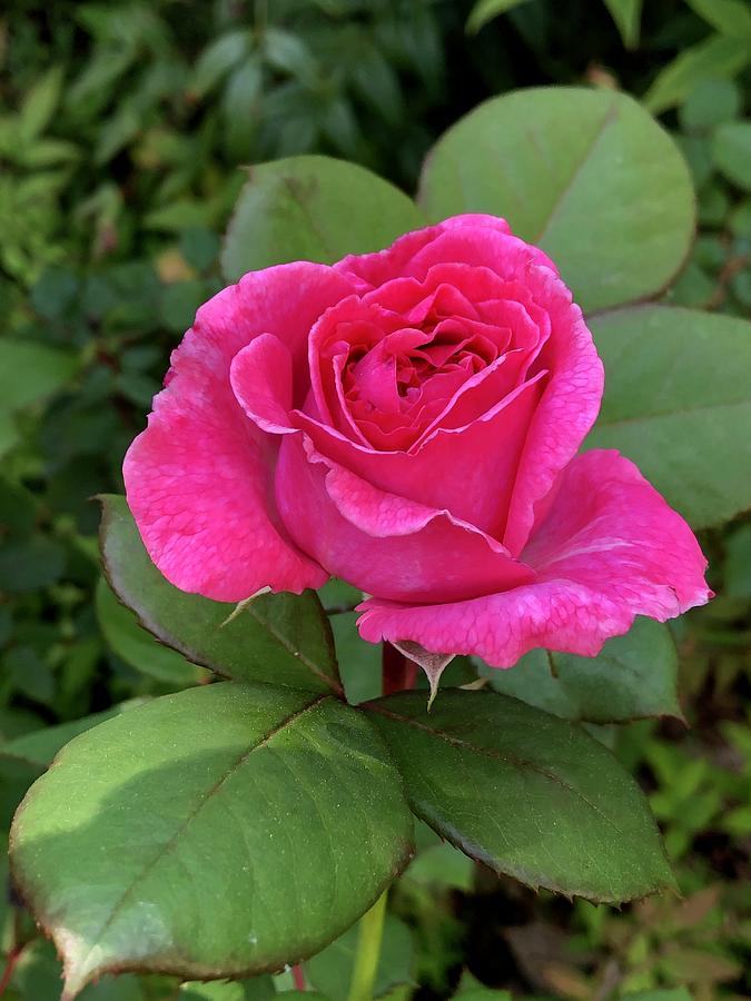 Pretty in Pink Photograph by Wendy Thayer - Fine Art America