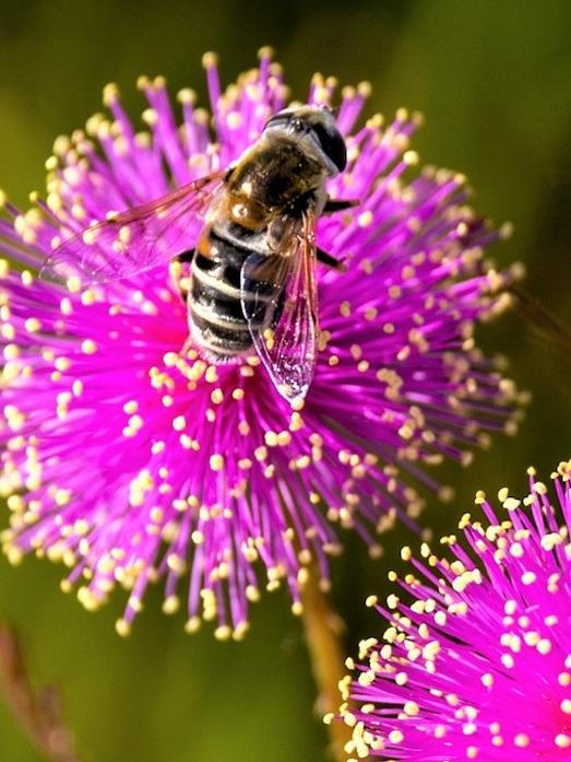 Pretty in Pollen Photograph by Roy Wenzl