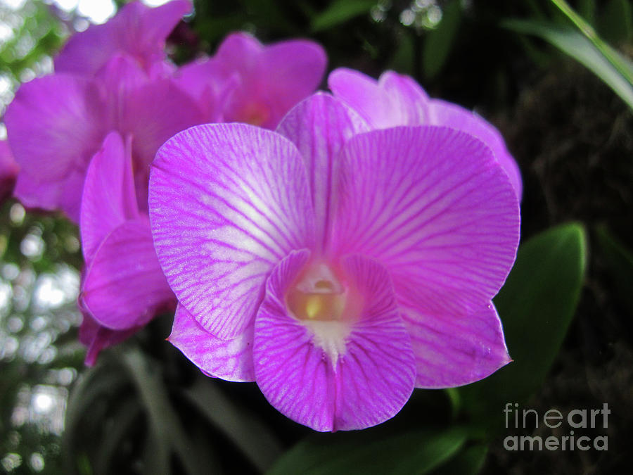 Pretty in Purple Orchid Photograph by Ruth Jolly