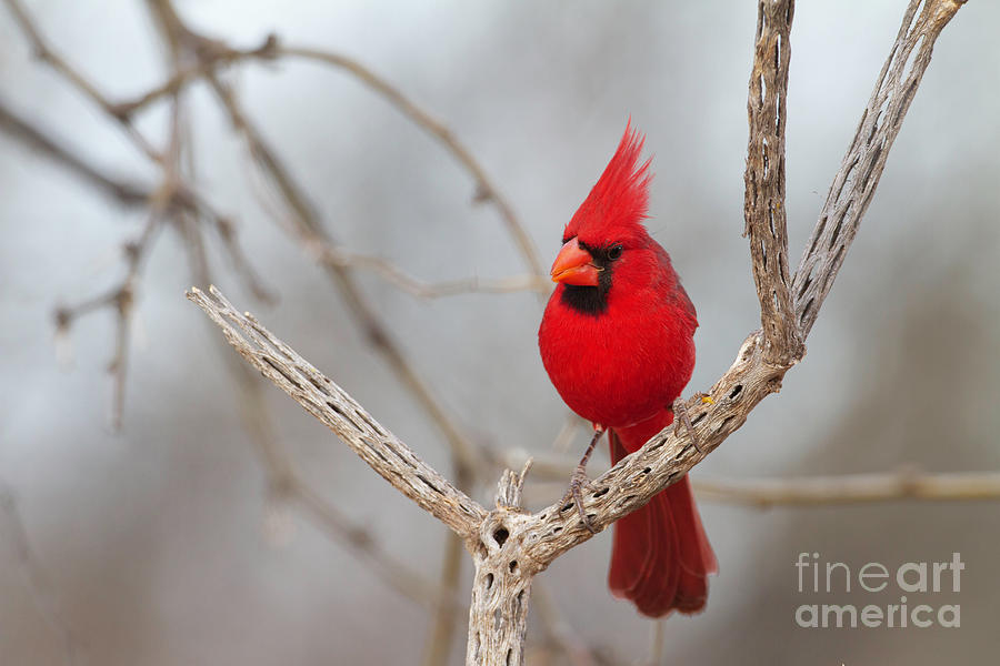 Pretty Bird In Red Photograph