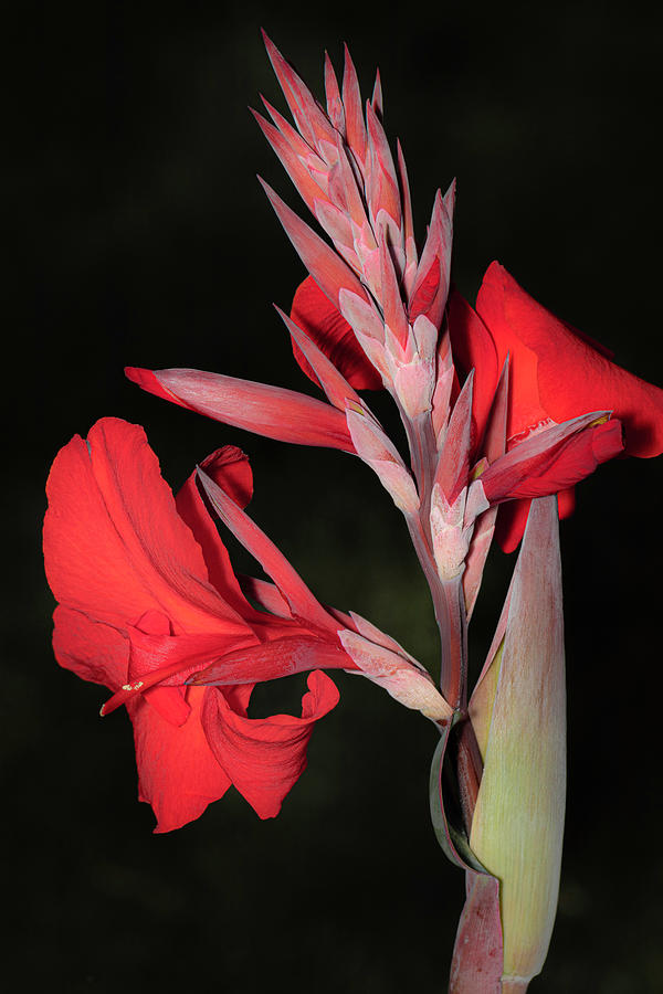 Lily Photograph - Pretty in Red Canna Lily by AS MemoriesLiveOn
