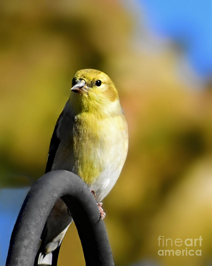 Pretty In Yellow Photograph by Kathy M Krause
