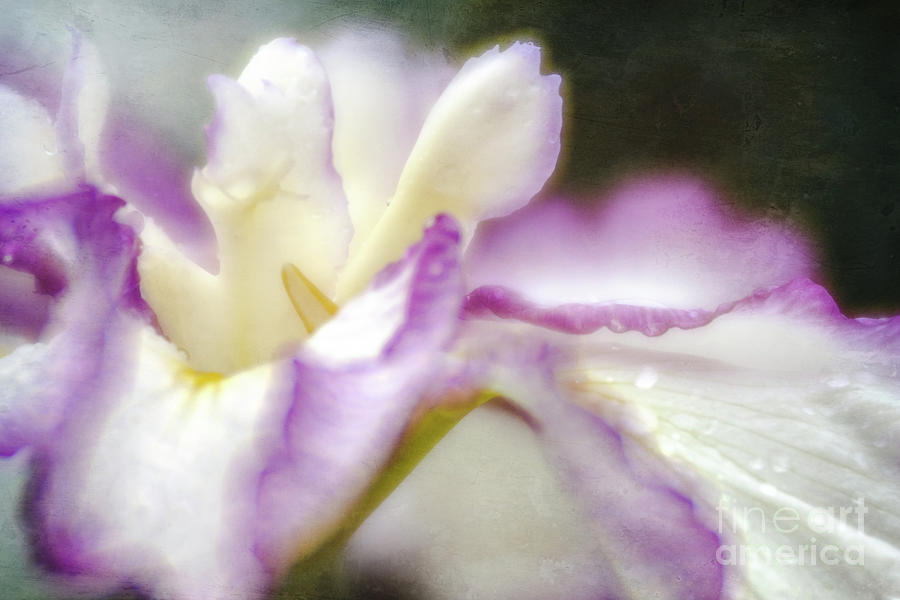 Pretty Japanse Iris Photograph by Amy Dundon