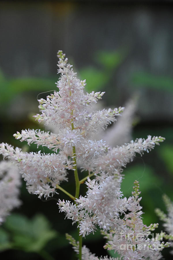 Pretty Light Pink Astilbe Flowers Blooming in a Garden Photograph by ...