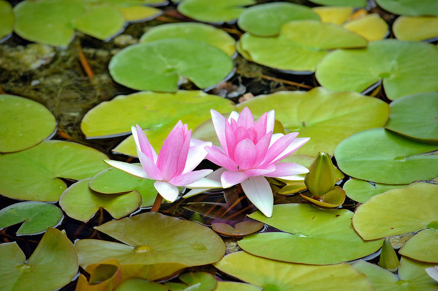 Pretty Lily Pond Photograph by Debra Kewley