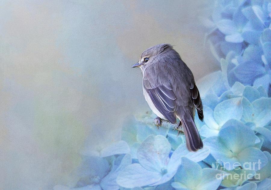 Bird Photograph - Pretty Little Bird by Eva Lechner