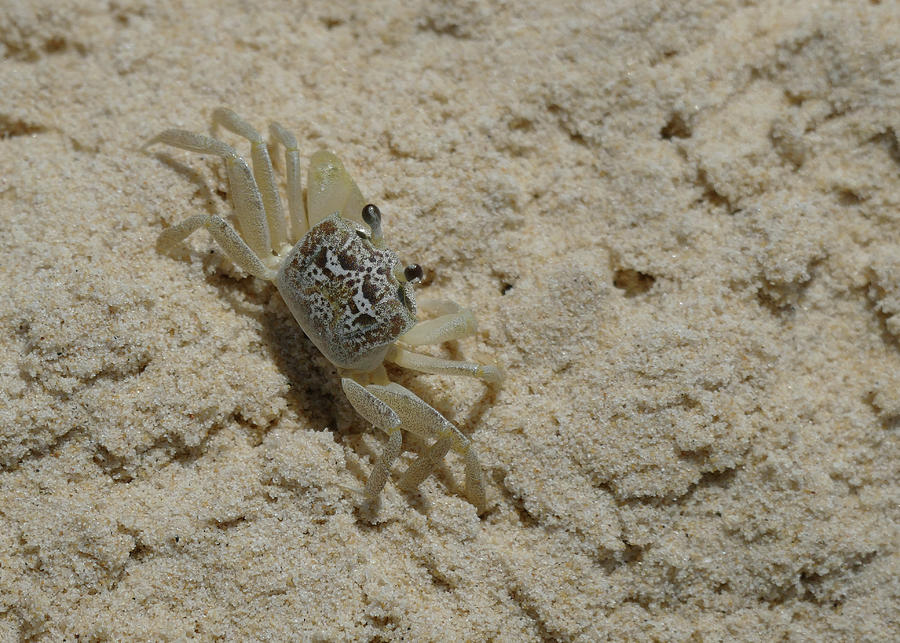 Pretty Little Crab Photograph by Maryse Jansen | Fine Art America