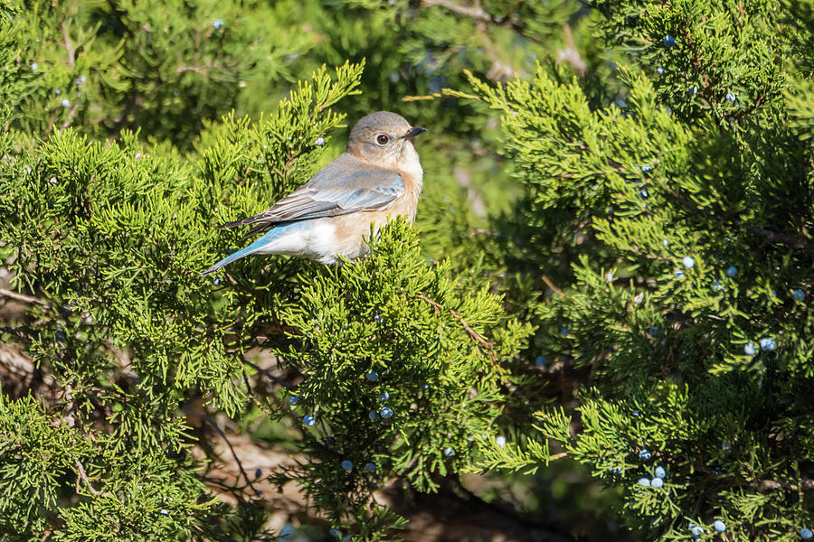 Pretty Little Eastern Bluebird Photograph By Debra Martz