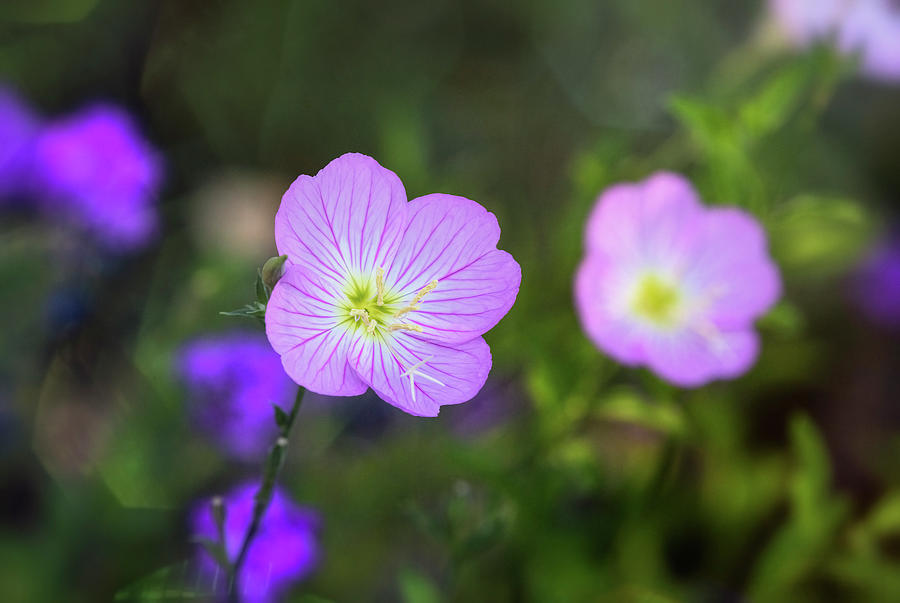 Pretty Little Primrose  Photograph by Saija Lehtonen