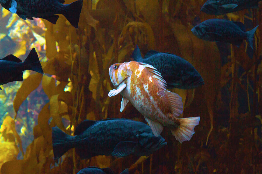 Pretty Little Rockfish Photograph by Bonnie Follett