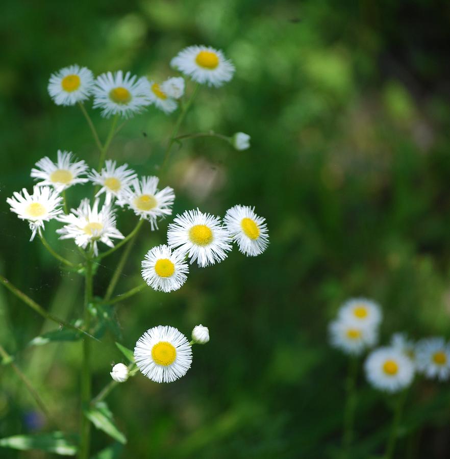 Pretty Little Weed Blooms Photograph by Mary The Barber - Fine Art America