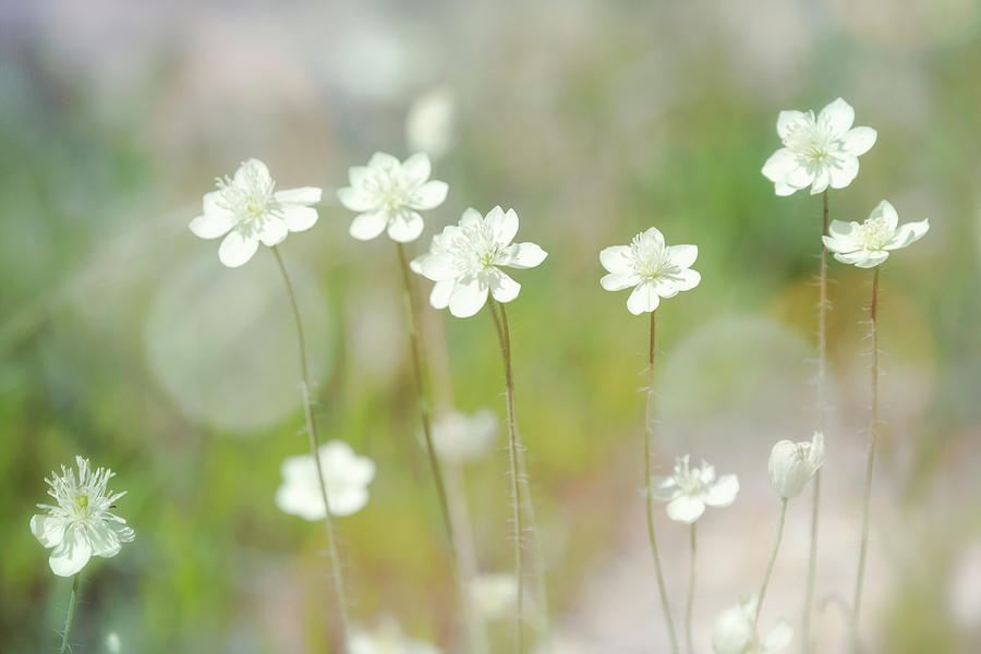 Pretty Little White Wildflowers  Photograph by Saija Lehtonen