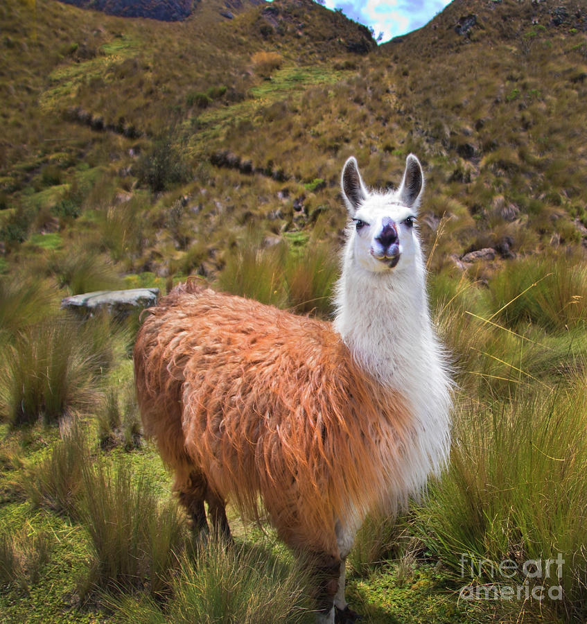 Pretty Llama In The Cajas Range Of The Andes Photograph by Al Bourassa