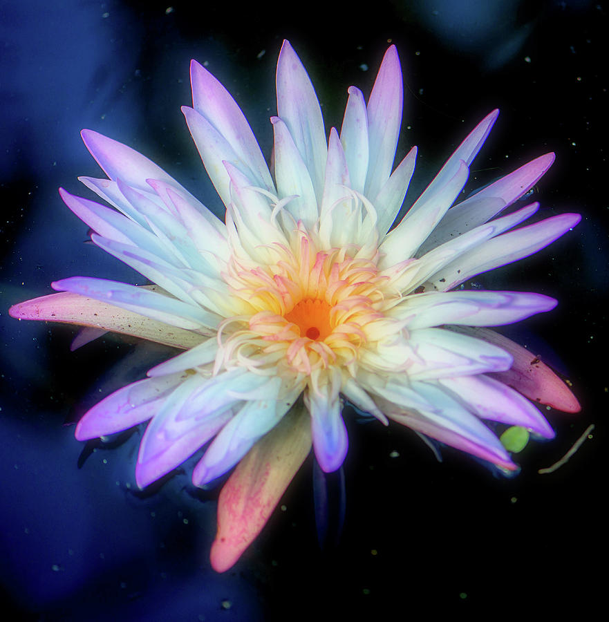 Pretty Lotus Flower Photograph by Debra Kewley