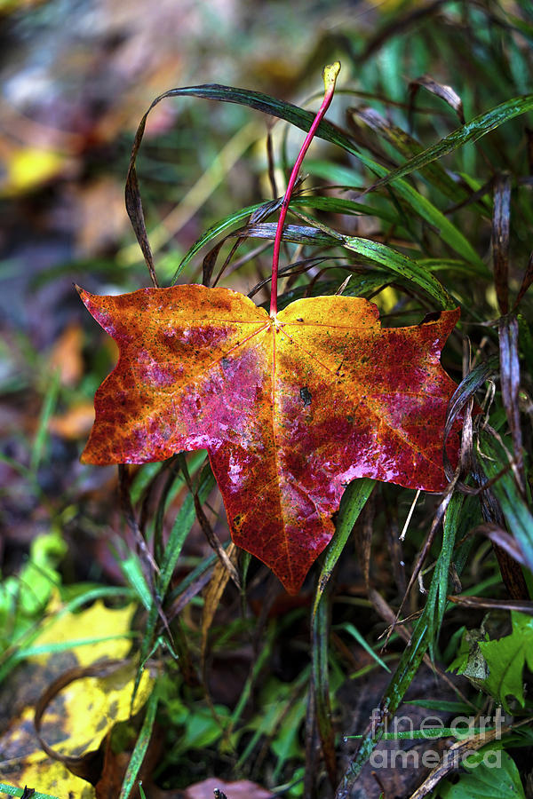 Pretty Maple Fall Leave Photograph by Claudia Zahnd-Prezioso