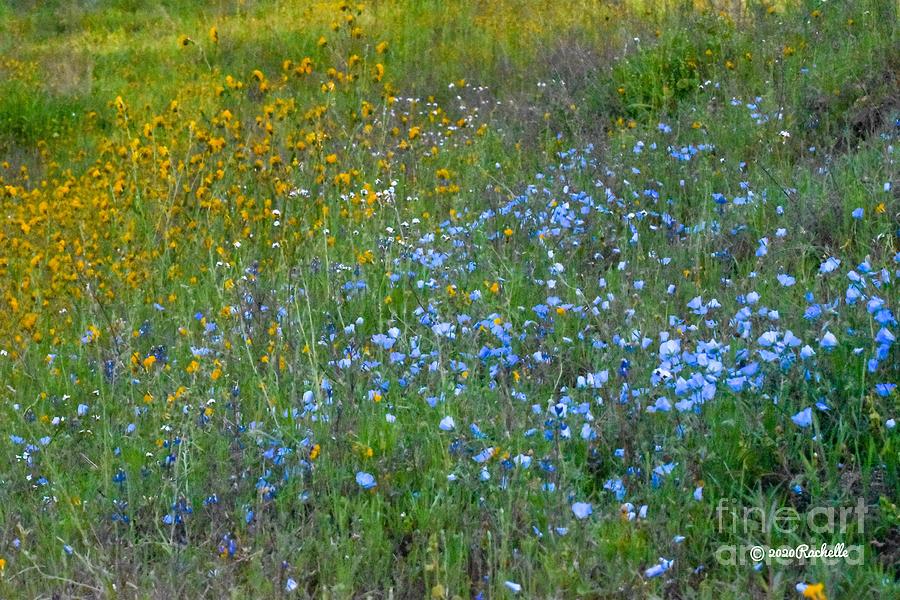 Pretty meadow of wildflowers Photograph by Rachelle Celebrity Artist ...