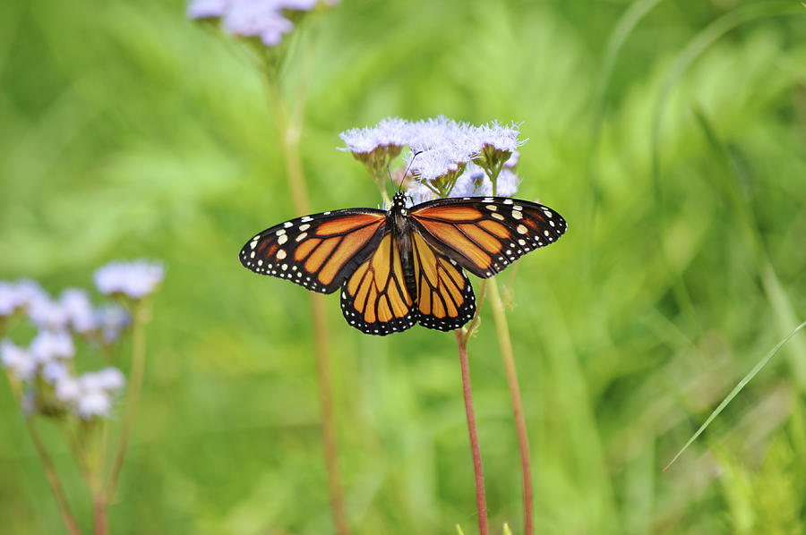 Pretty Monarch Butterfly On Purple Mist Wildflowers Photograph