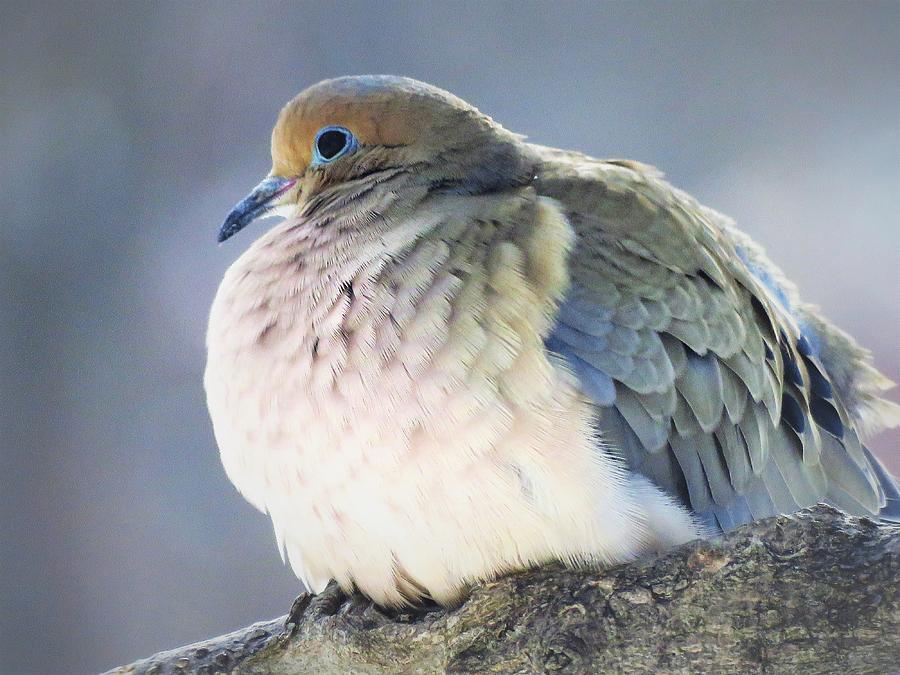 Pretty Mourning Dove  Photograph by Lori Frisch