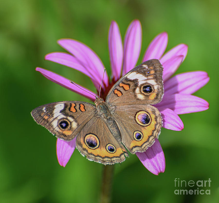 Pretty on Pink - Common Buckeye Butterfly Photograph by Kerri Farley