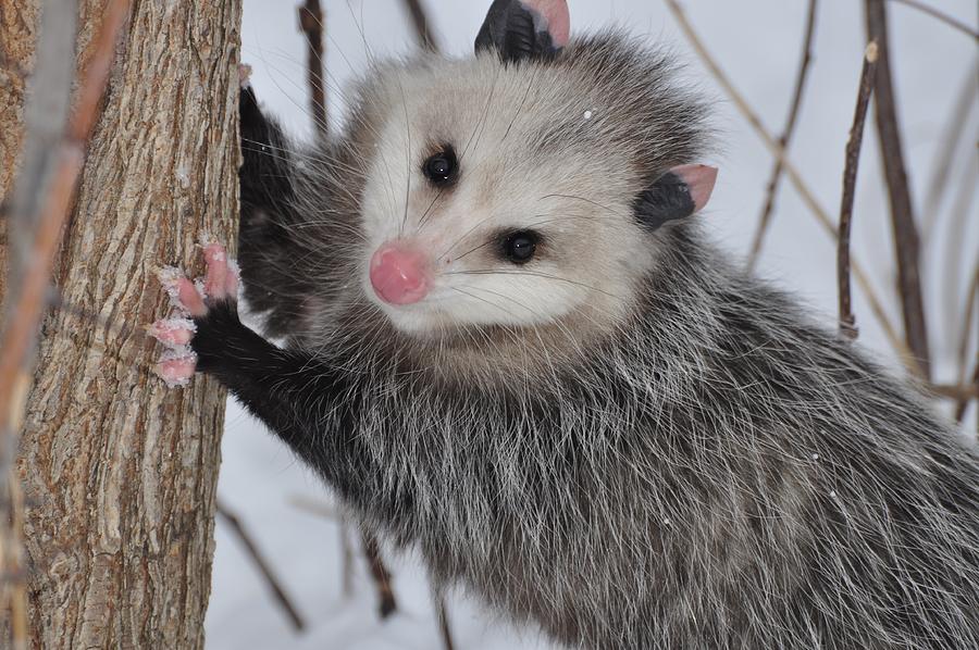 Pretty Opossum Photograph by Lisa DiFruscio