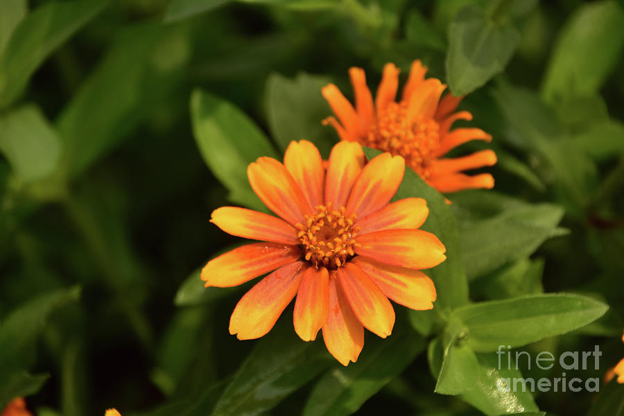 Pretty Orange Gerber Daisy in a Garden Photograph by DejaVu Designs
