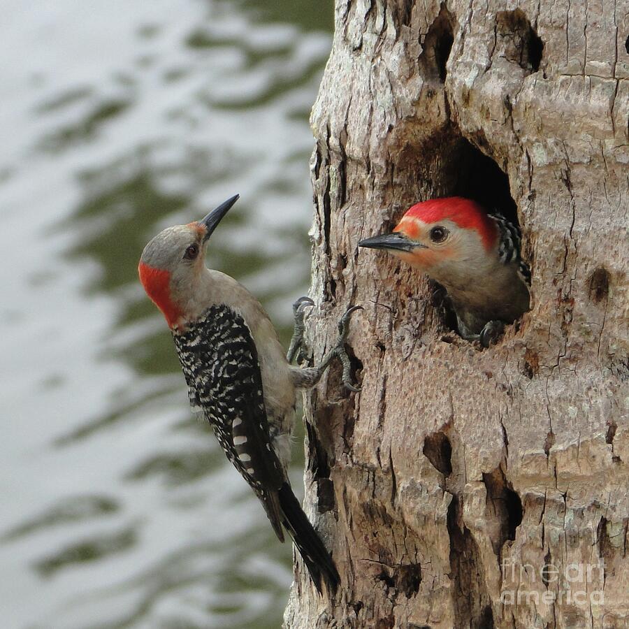 Pretty Pair of Red Bellied Woodpeckers Photograph by Barbie Corbett-Newmin