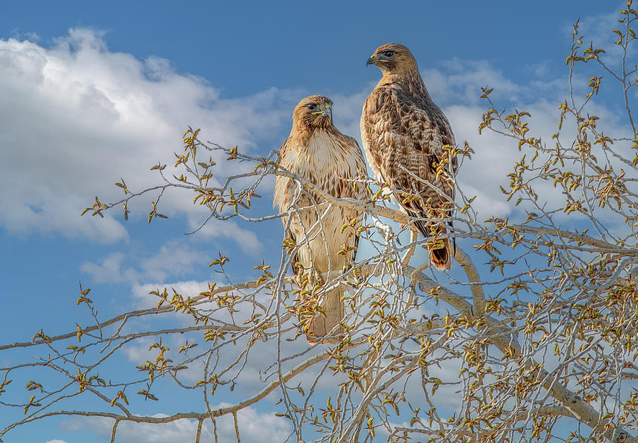 Pretty Pair, Red Tailed Hawks Photograph by Marcy Wielfaert