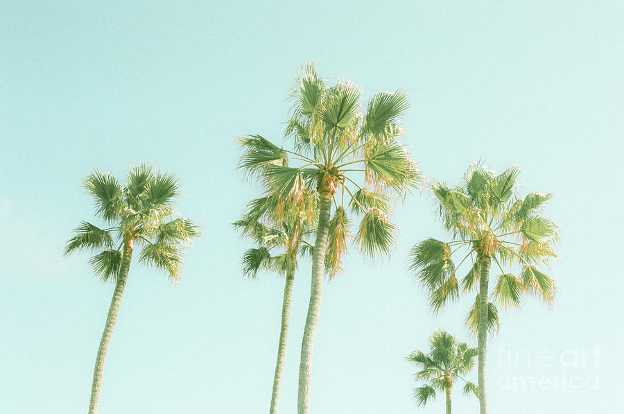Pretty Palms Photograph by Ana V Ramirez