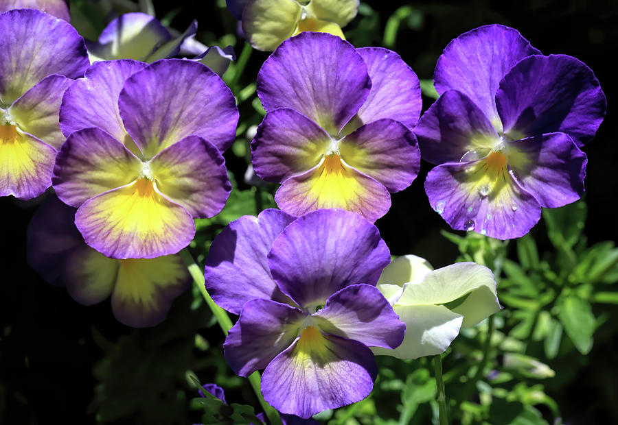 Pretty Pansies Photograph by Donna Kennedy