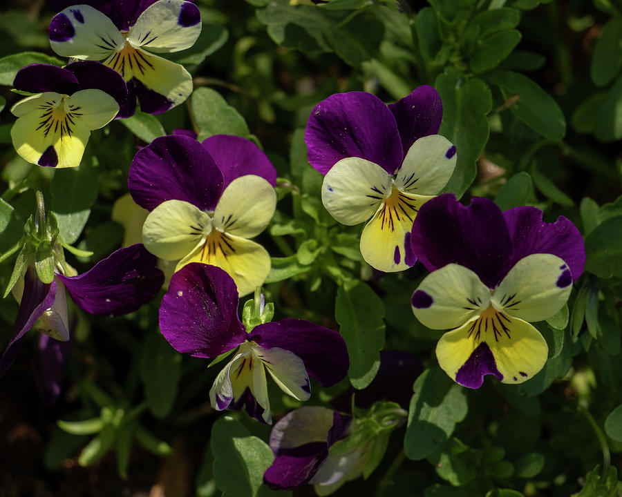 Pretty Pansies Photograph by Dorothy Cunningham