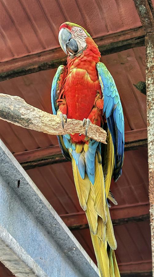 Pretty Parrot  Photograph by Ally White