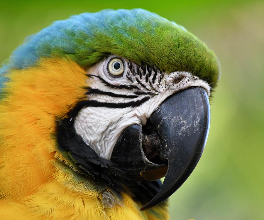 Pretty Parrot Closeup Photograph by Richard Bryce and Family