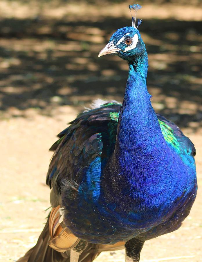 Pretty Peacock Photograph by Breanna Egan - Fine Art America