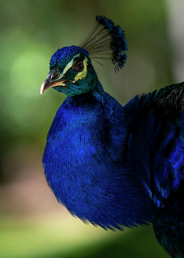 Pretty Peacock Photograph By Tori M Bird Fine Art America 5006